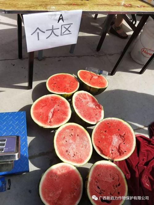 新瓜最新爆料广西,揭秘背后惊人真相！”  第1张